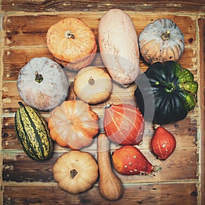 Square flatlay, various sorts of pumpkin squash on wooden table