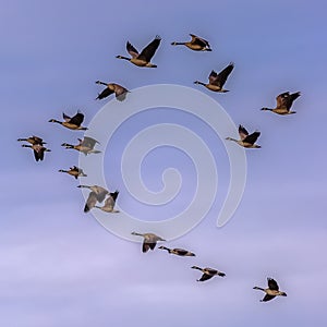 Square Flock of birds flying against hazy blue sky with clouds