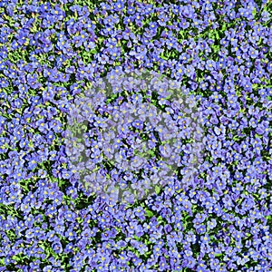 Square floral background with multiplicity wild small blue flowers