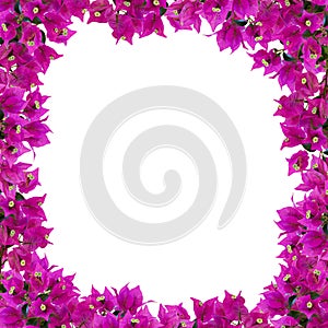 Square floral frame. Beautiful bougainvillia flowers isolated on white background. Space for your text