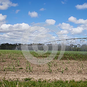 Square format irrigation device on parched field