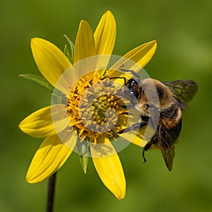 Square format portrait of a bumble bee on a bright yellow flower