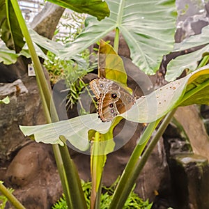 Square frame Brown butterfly on vibrant green plant inside a greenhouse with glass roof