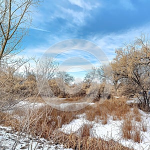 Square frame Brown grasses and trees with leafless branches on snow covered land in winter
