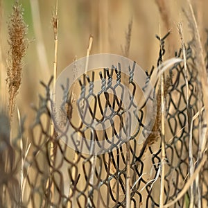 Square frame Close up of chain link fence and slim brown grasses on a sunny day