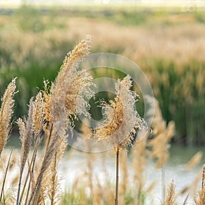 Square frame Close up of natural brown grasses growing around a lake viewed on a sunny day