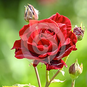 Square frame Fresh natural blooming red rose plant close up against blurry nature background