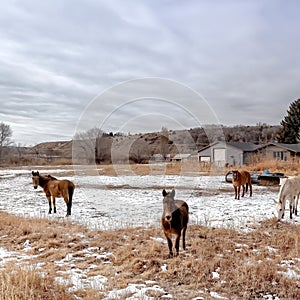 Square frame Grazing horses on snowy and grassy field under vast cloudy blue sky in winter