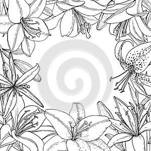 Square frame with Lily flower, bud and leaf. Hand drawn illustration. Vector outline sketc photo