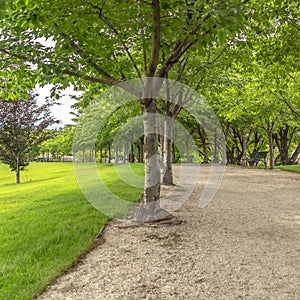 Square frame Road lined with trees benches and lamp posts at a scenic park on a cloudy day