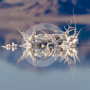 Square frame Salt crystals formed around twigs in saline water