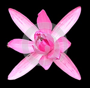 Square geometric lotusflower