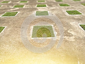 Square green grass on old concrete floor. blur background