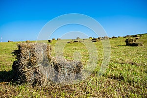 Square hay bales on green meadow on a  hot summer day