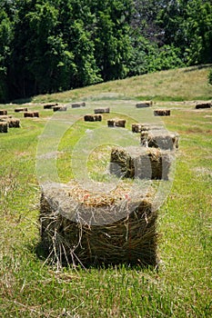 Square Hay Bales
