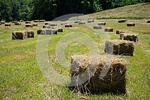 Square Hay Bales