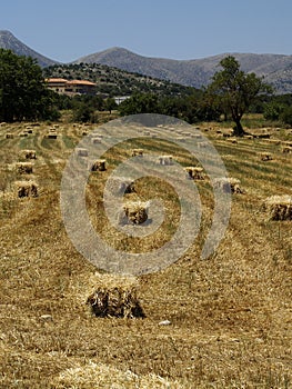 Square Hay bales in a valley