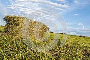 Square haybales of grass hay