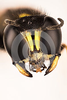 Square-headed Wasp, Square Headed Wasp, Ectemnius cephalotes, Ectemnius sp.