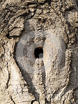 Square hollow or hole in a tree trunk at the place where a branch had been broken long time ago