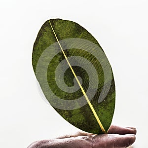Square image of a back lighted large green leaf held between two fingers