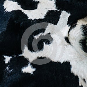 Square image of a cow hide texture. It has a black color with white spots.