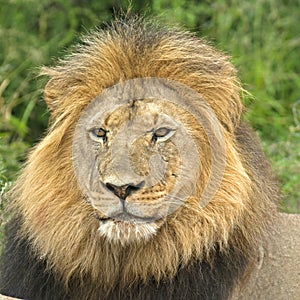 Square Lion