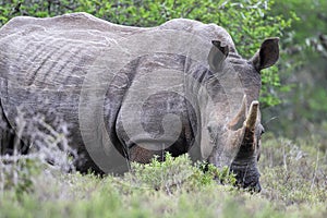 Square-lipped Rhinoceros (Ceratotherium simum)