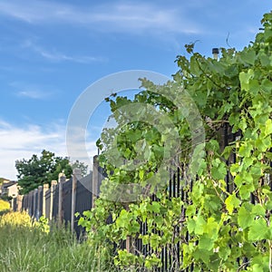 Square Lush vines with vibrant green leaves growing on the black metal fence of homes