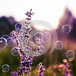 Square natural background with summer clear green meadow with pink flowers and soap bubbles brightly shimmer and fly in the air at