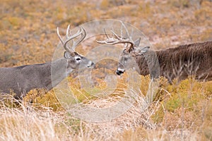 Square off of two dominant whitetail bucks