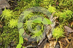 Square peat moss, Sphagnum squarrosum, Sunapee, New Hampshire.