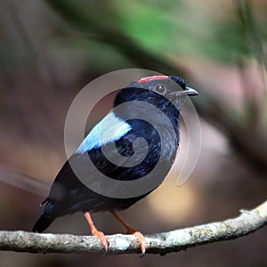 Square photo of a Blue-backed Manakin Chiroxiphia pareola perched on a branch photo