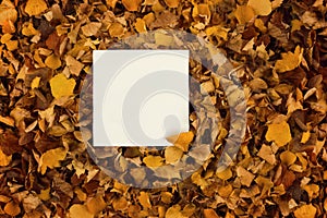 A square piece of paper in withered yellow autumn leaves.