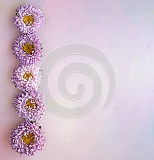 Square pink wooden banner with aster flowers lying in a row. Place for text