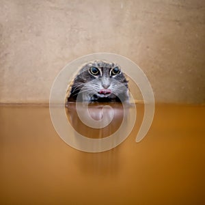 Square portrait of a cute hunter striped cat peeking through a hole in the wall in search of mouse prey