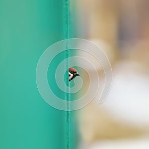 Square portrait funny little bird Sparrow peeks out curiously from behind a wooden tree a green fence in a Sunny garden poking his