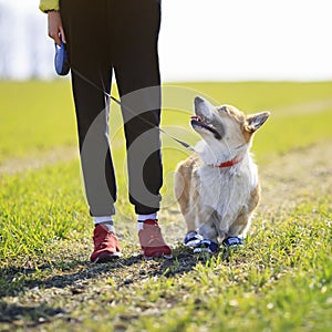 Square portrait of a Golden puppy a Corgi dog and a girl walking on a spring green meadow on a Sunny day