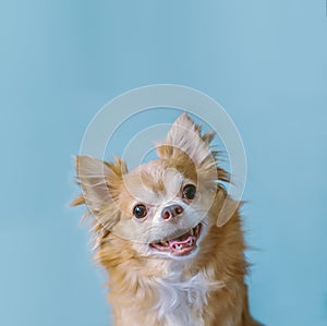 Square Portraite of cute fluffy brown of chihuahua looking forward and smile while sitting on pastel plain light blue background.
