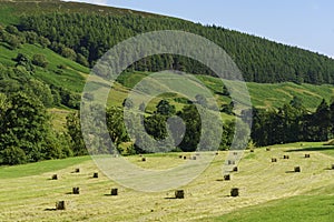 Square-shaped Bales of Hay in a Field.