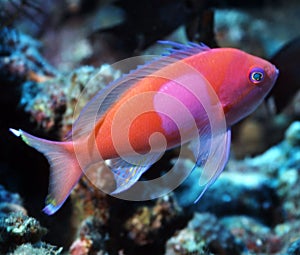 Square Spot Anthias - Papua New Guinea photo