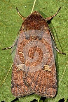 Square-spot rustic moth (Xestia xanthographa)