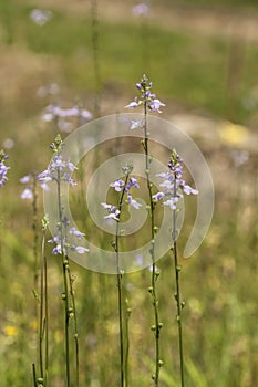 Square-stemmed Monkey Flower - Mimulus ringens