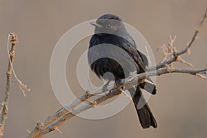 Square-Tailed Drongo (Dicrurus Ludwigii)