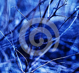 Square vivid blueish branches abstraction