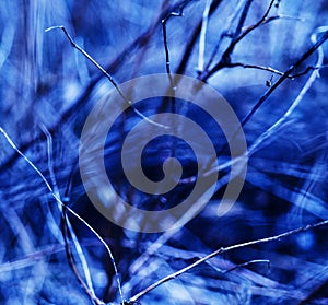 Square vivid blueish branches abstraction photo