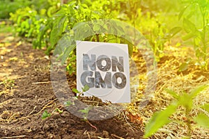 square white frame with non gmo text concept on the farms