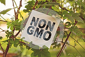 square white frame with non gmo text concept on the farms