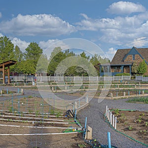 Square White puffy clouds Community garden with white picket fence in a residential area a