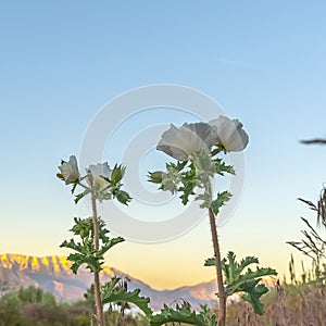 Square Wild plants with white flowers against sunlit mountain and blue sky at sunset